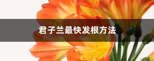 君子兰最快发根方法