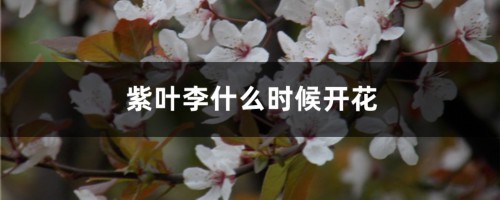 紫叶李什么时候开花