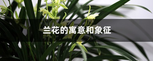 兰花的寓意和象征