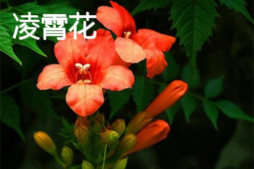 凌霄花花瓣