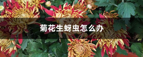 菊花生蚜虫怎么办