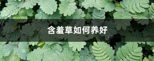 含羞草如何养好，会感染病虫害吗