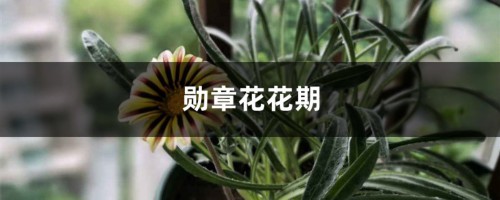 勋章花花期